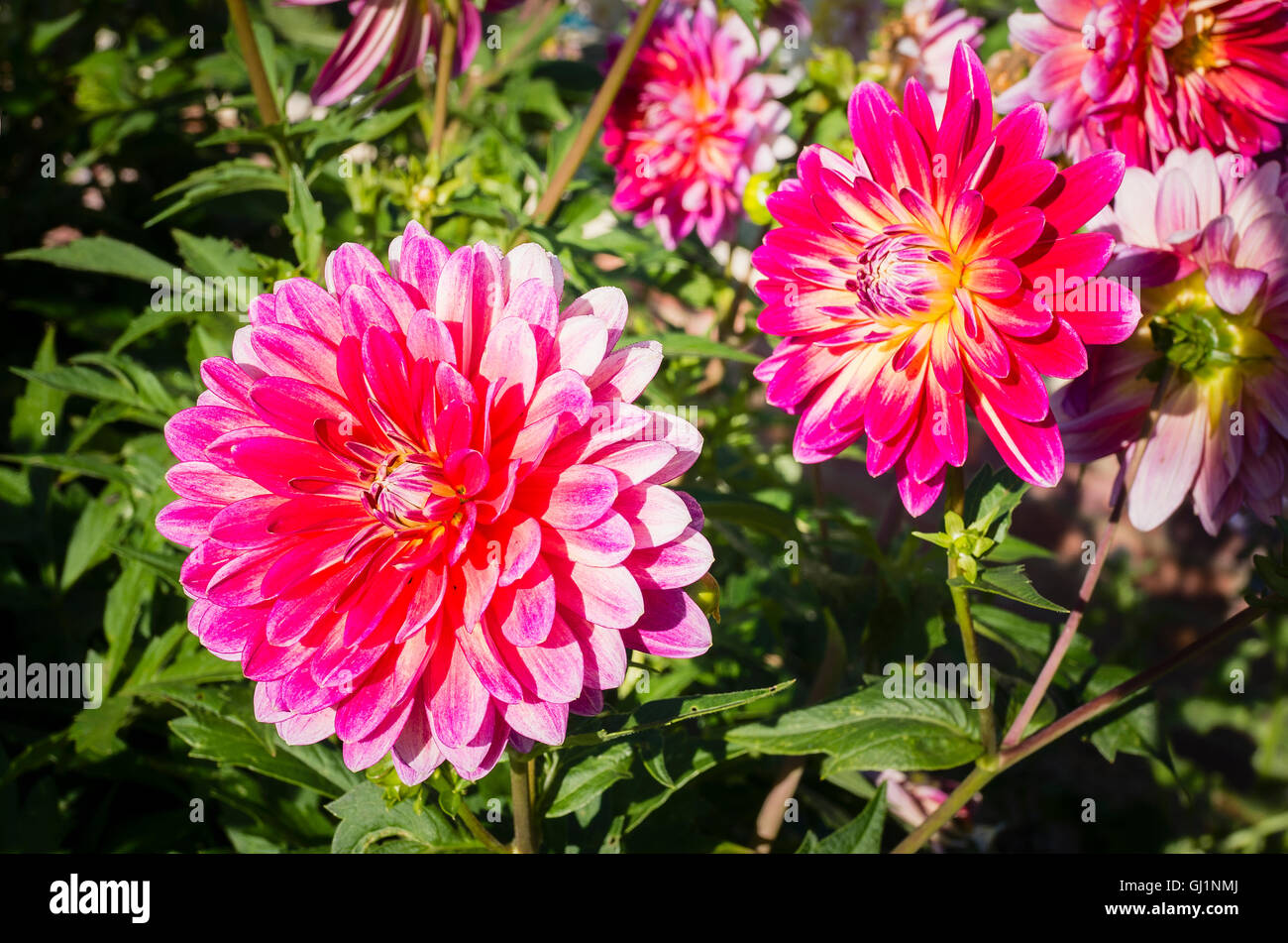 Decorative Dahlia Kalinka in flower mid-summer Stock Photo