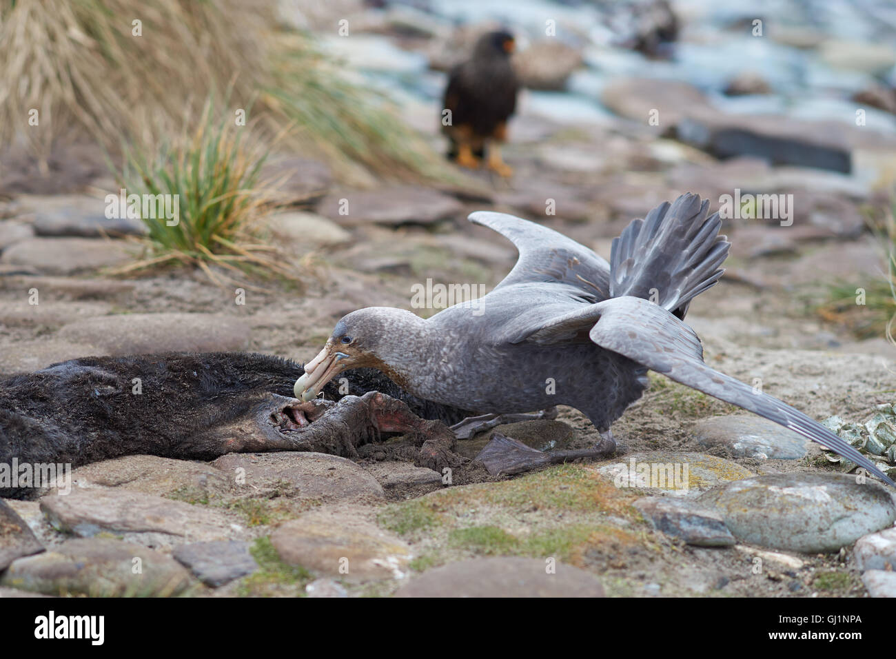 Northern Great Petrel (Macronectes halli) feeding on the carcass of an Elephant Seal. Stock Photo