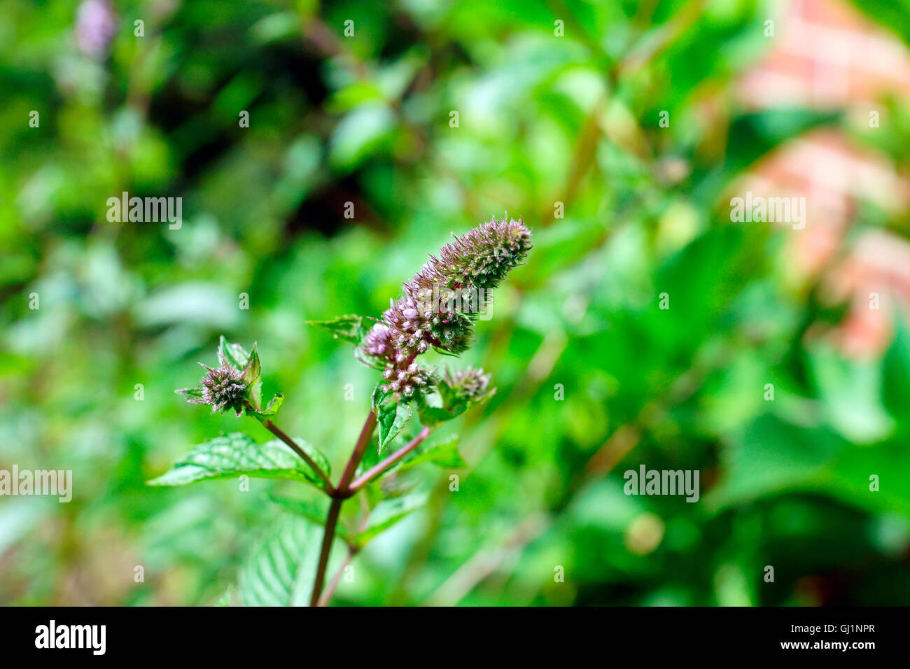 MINT IN FLOWER / SEED Stock Photo Alamy