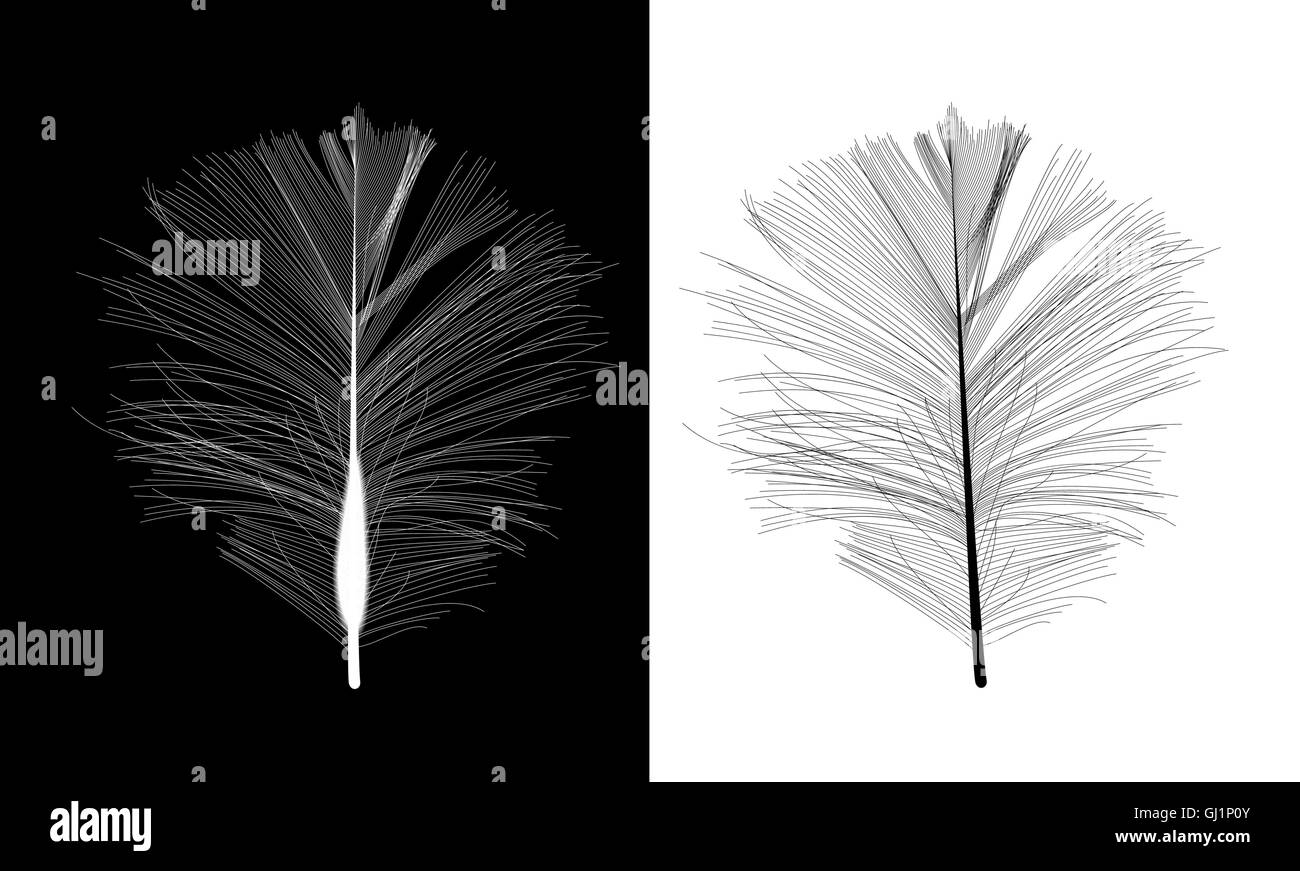 Black and White Bird Feather Drawn in Vector Illustration Stock Vector ...