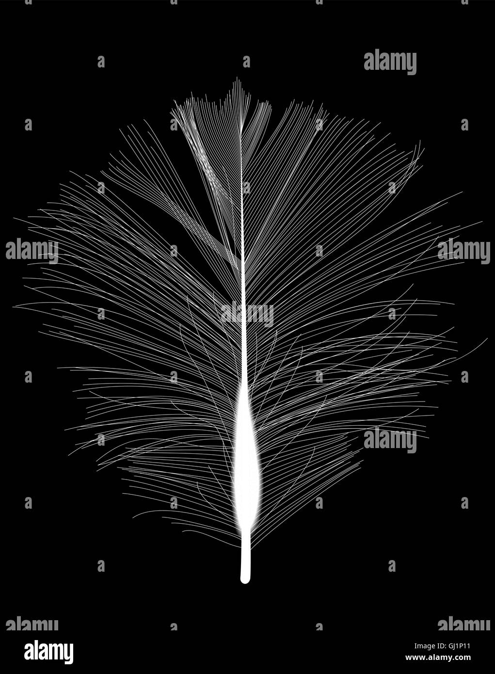 White Bird Feather Drawn on Black Background. Vector Illustratio Stock ...