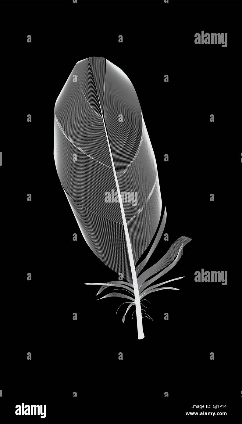 White Bird Feather Drawn on Black Background. Vector Illustratio Stock ...