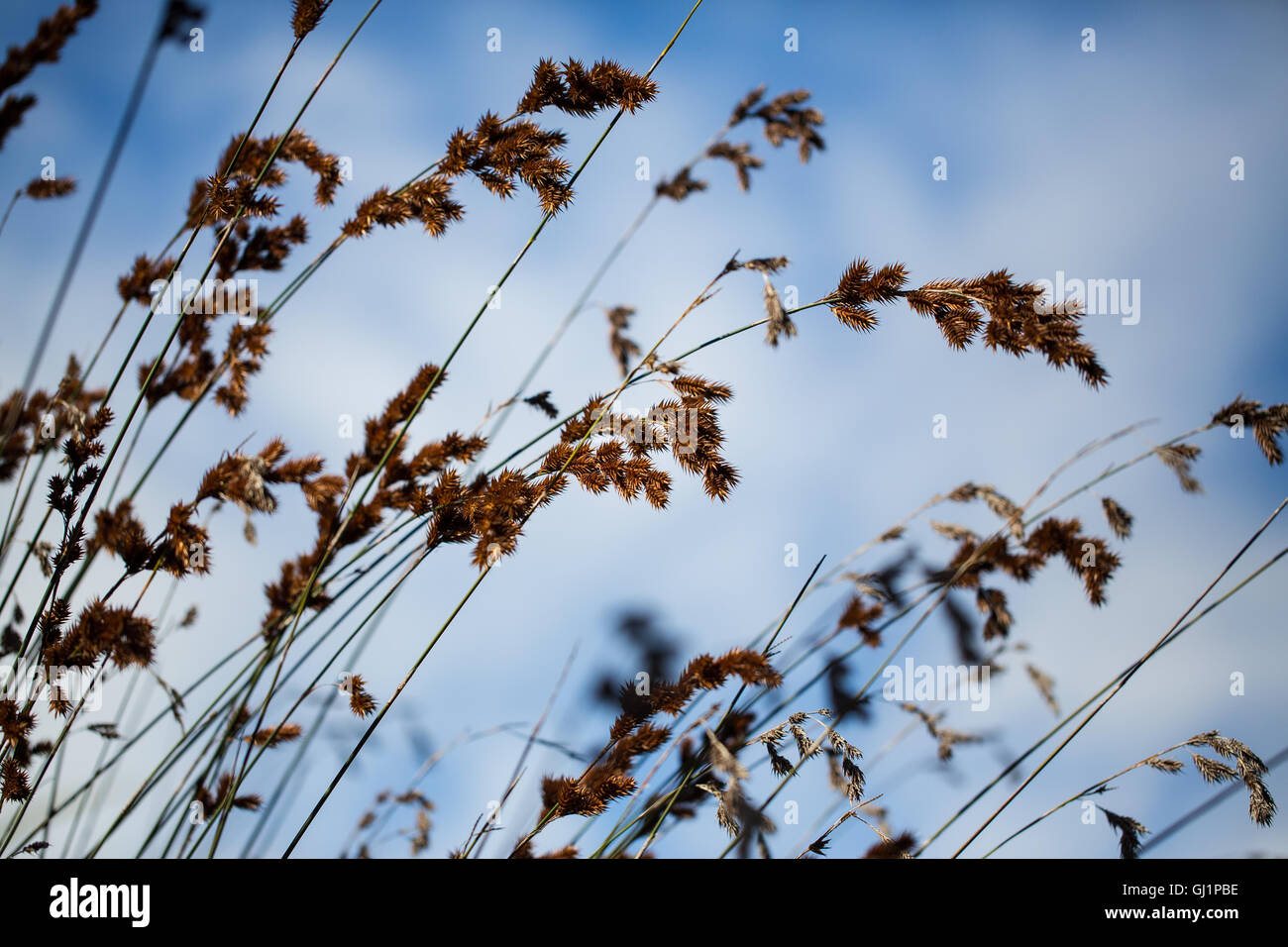 Tall sedge plant stalks with spiky clusters Stock Photo
