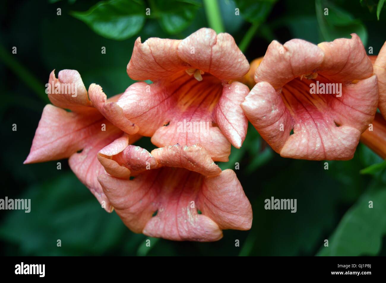Trumpet Vine in the Summer time. Stock Photo