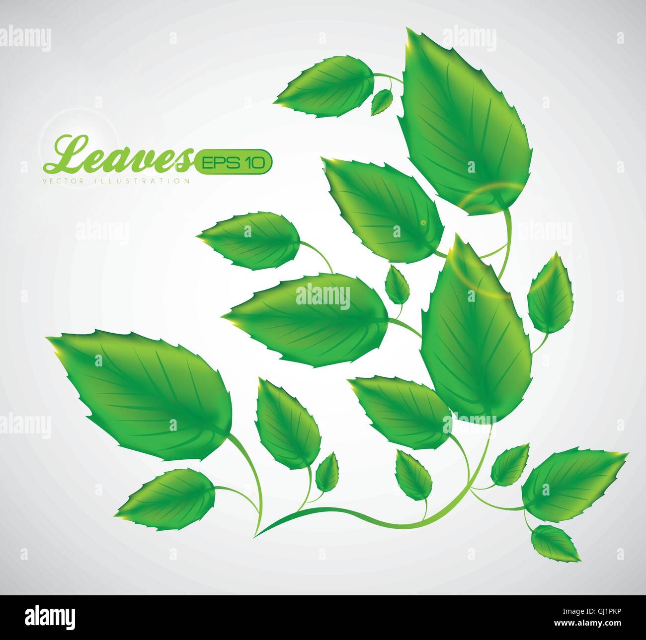 illustration of green leaves isolated on white background vector Stock ...