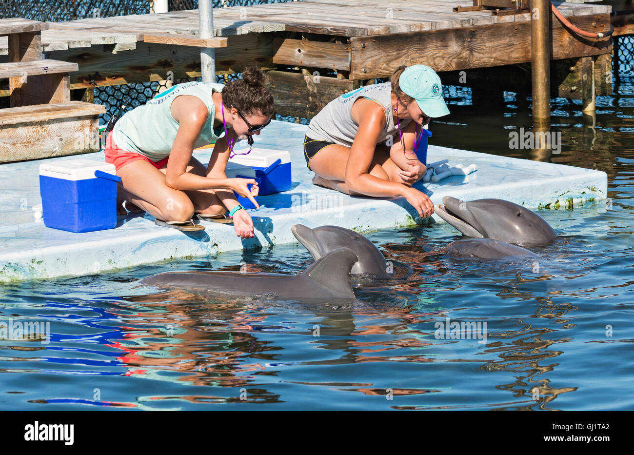 Florida keys dolphins hi-res stock photography and images - Alamy