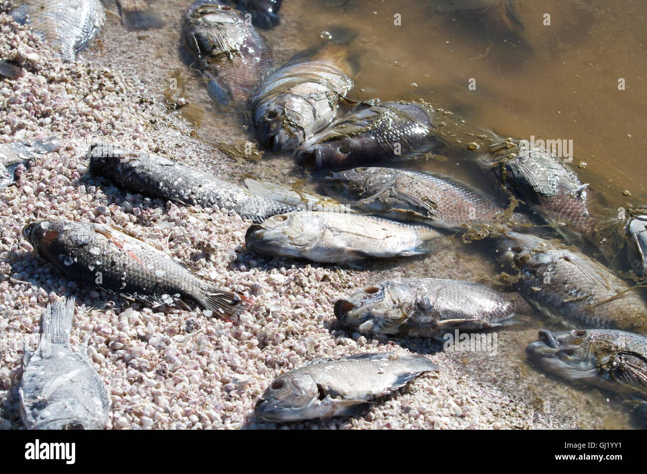 Dead fish killed by bad water and pollution at the salton sea in