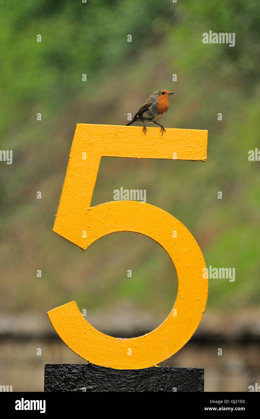 A robin sitting on a 5 mph speed restriction sign beside the North Yorkshire Moors Railway. Stock Photo