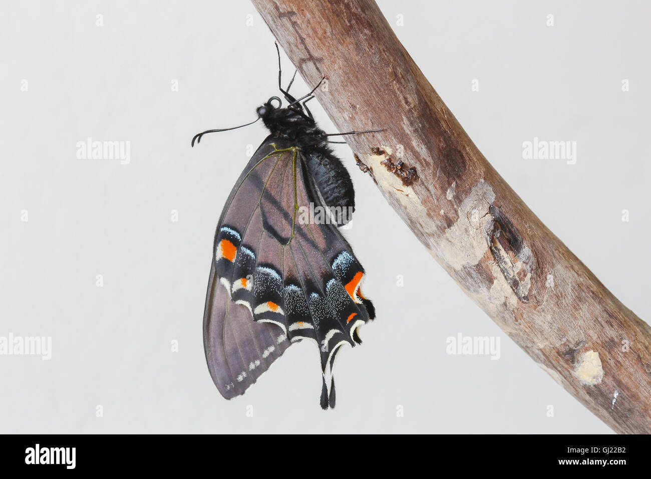 A freshly emerged, dark form female Eastern Tiger Swallowtail butterfly (Papilio glaucus) resting on a piece of driftwood, Indiana, United States Stock Photo