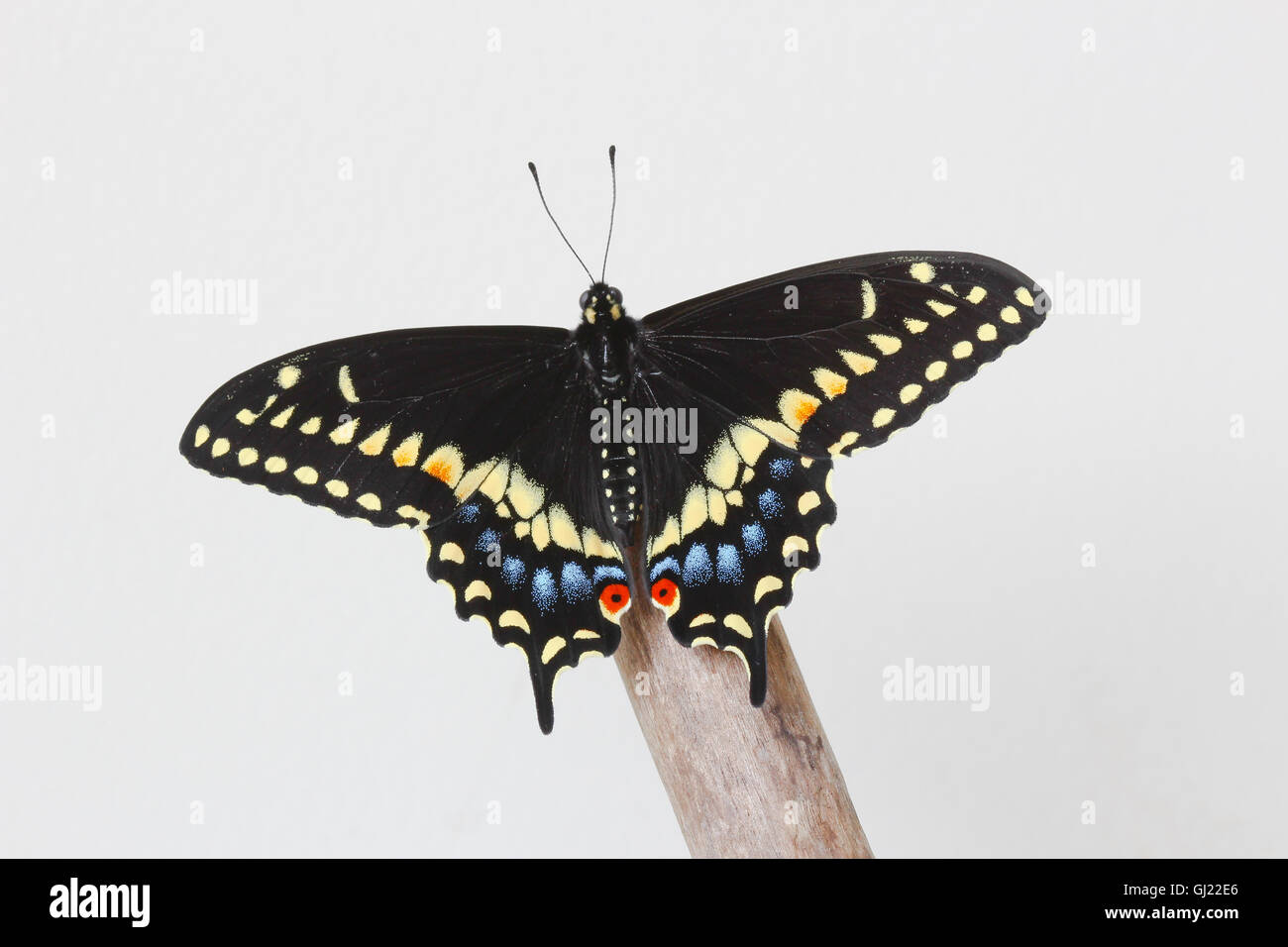 A freshly emerged male Black Swallowtail butterfly (Papilio polyxenes) resting on a piece of driftwood, Indiana, United States Stock Photo