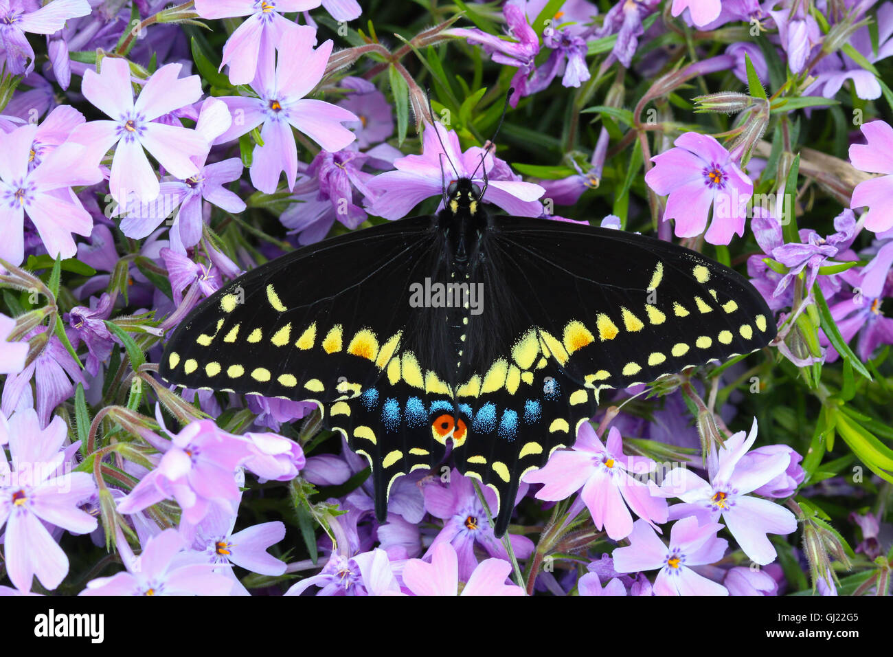 A freshly emerged male Black Swallowtail butterfly (Papilio polyxenes) resting on phlox flowers (Phlox sp.), Indiana, USA Stock Photo