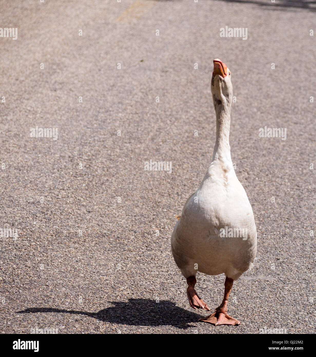 Territorial Goose stretching. A white domestic goose, head held high, asserting his territory on a rural road. Stock Photo