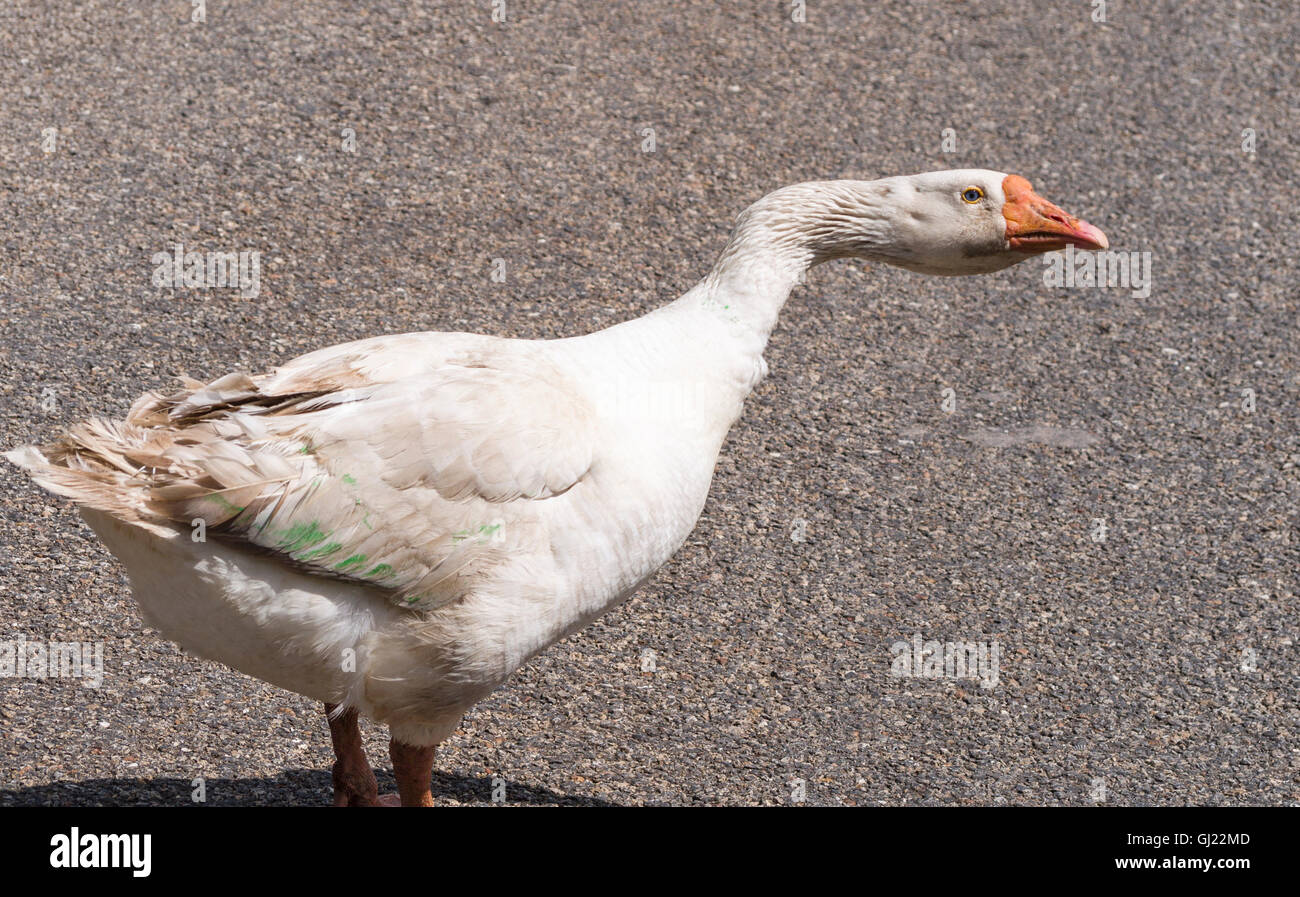Territorial Goose attacking. A white domestic goose hisses as it asserts his territory on a rural road. Unnamed Road, Tizimín, Y Stock Photo