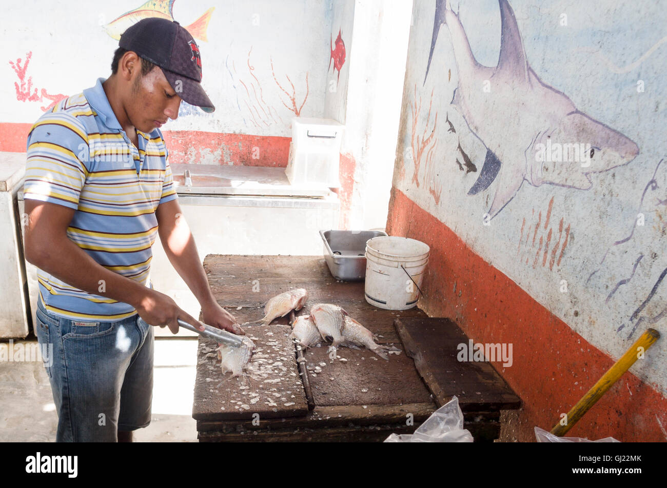 Scaling Fish in front of a shark mural. A worker uses a fish scaler to
