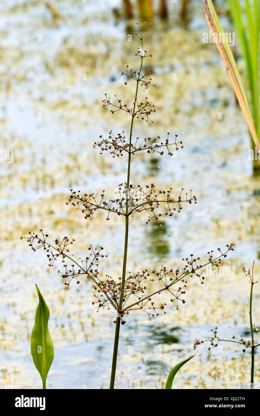 The Remains of a Common Water Plantain Plant in a Reed Bed in the Dearne Valley near Barnsley South Yorkshire England UK Stock Photo