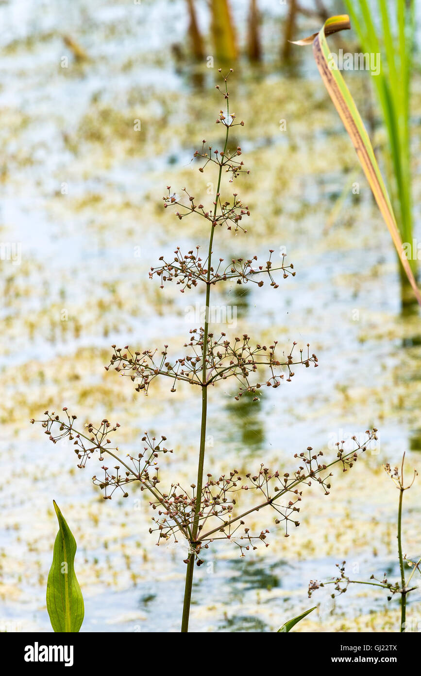 The Remains of a Common Water Plantain Plant in a Reed Bed in the Dearne Valley near Barnsley South Yorkshire England UK Stock Photo