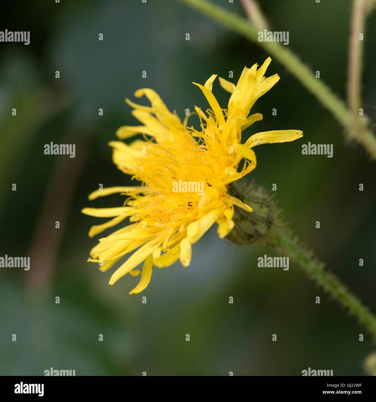 Wild Yellow Wood or Wall Hawkweed Flower in the Dearne Valley near Barnsley South Yorkshire England United Kingdom UK Stock Photo