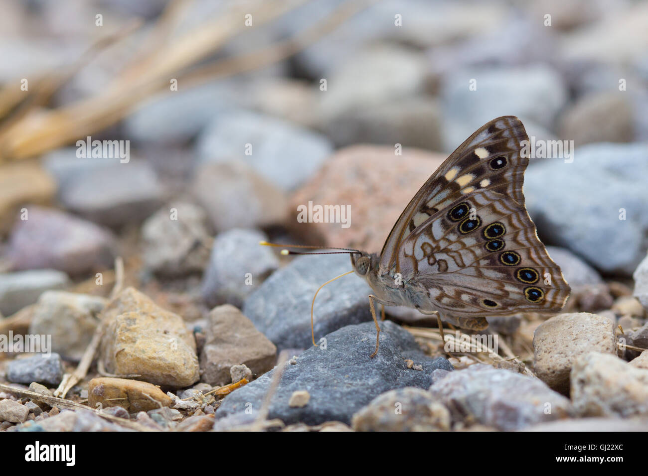 A Hackberry Emperor butterfly (Asterocampa celtis) puddling on a damp gravel driveway, Indiana, United States Stock Photo