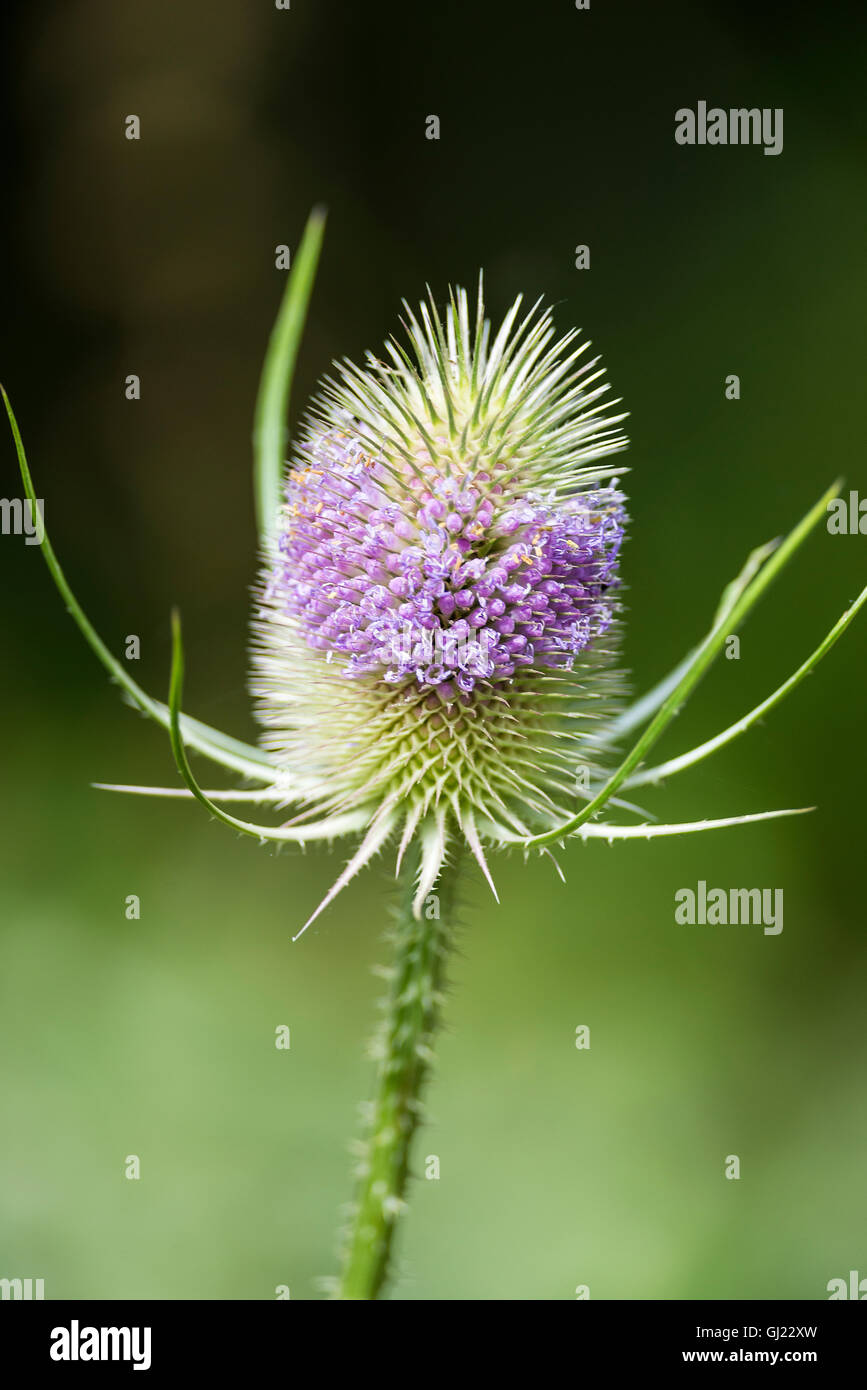 A Wild Teasel Flower Head Closeup in The Dearne Valley near Barnsley South Yorkshire England United Kingdom UK Stock Photo