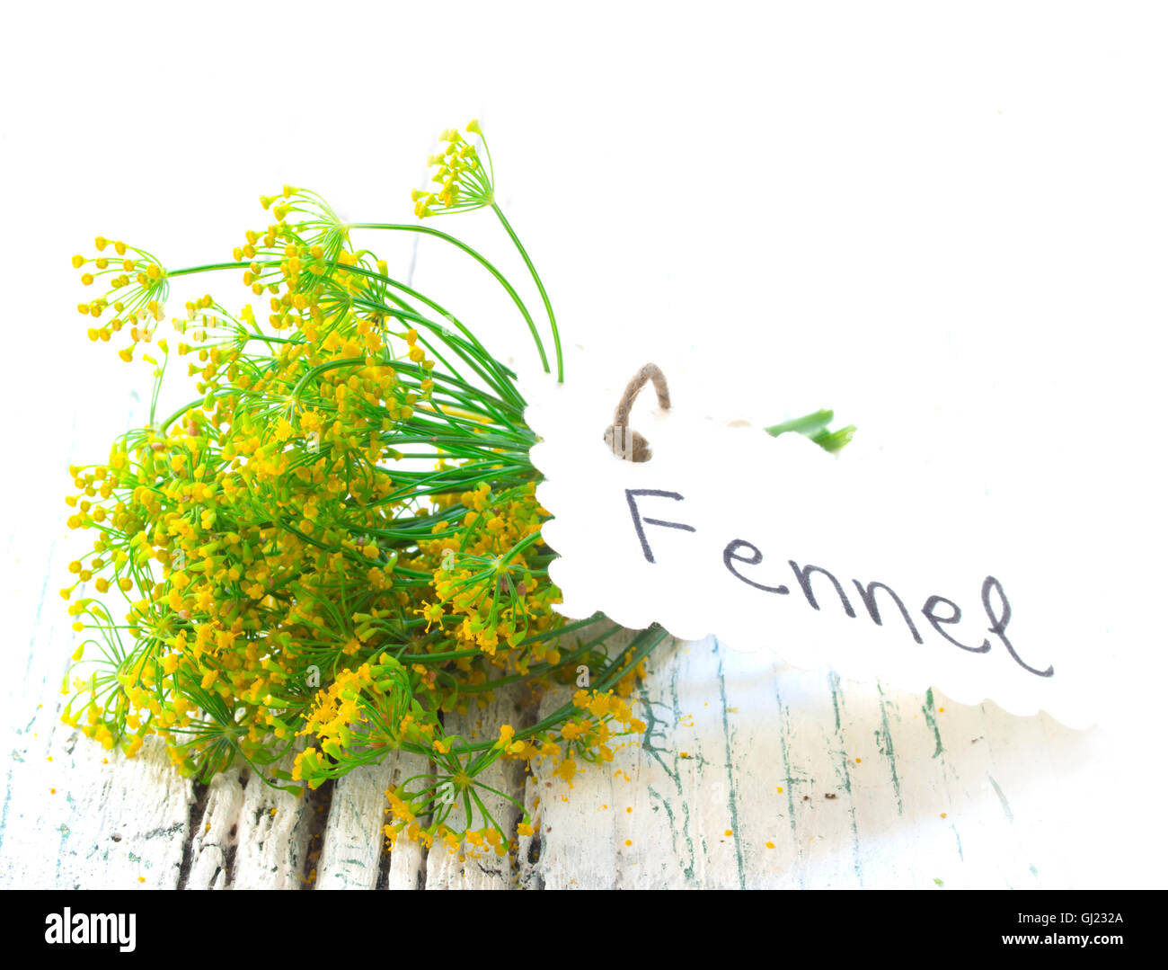 fennel flowers Stock Photo