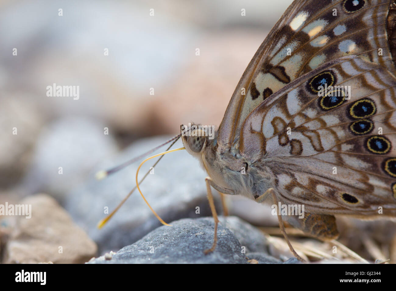 Closeup of a Hackberry Emperor butterfly (Asterocampa celtis) puddling on a damp gravel driveway, Indiana, United States Stock Photo
