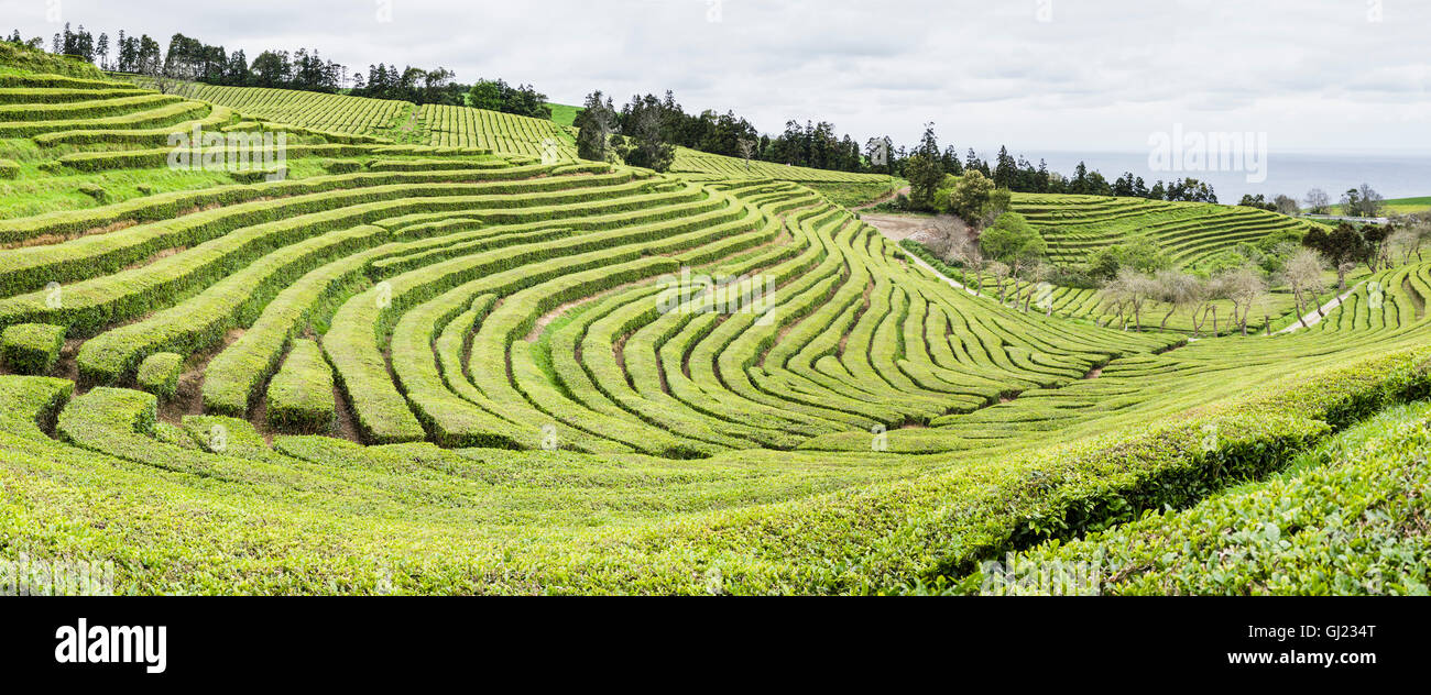 Hedges of tea plants define the contours. Contour hugging tea hedges create beautiful patterns on the rolling terrain Stock Photo