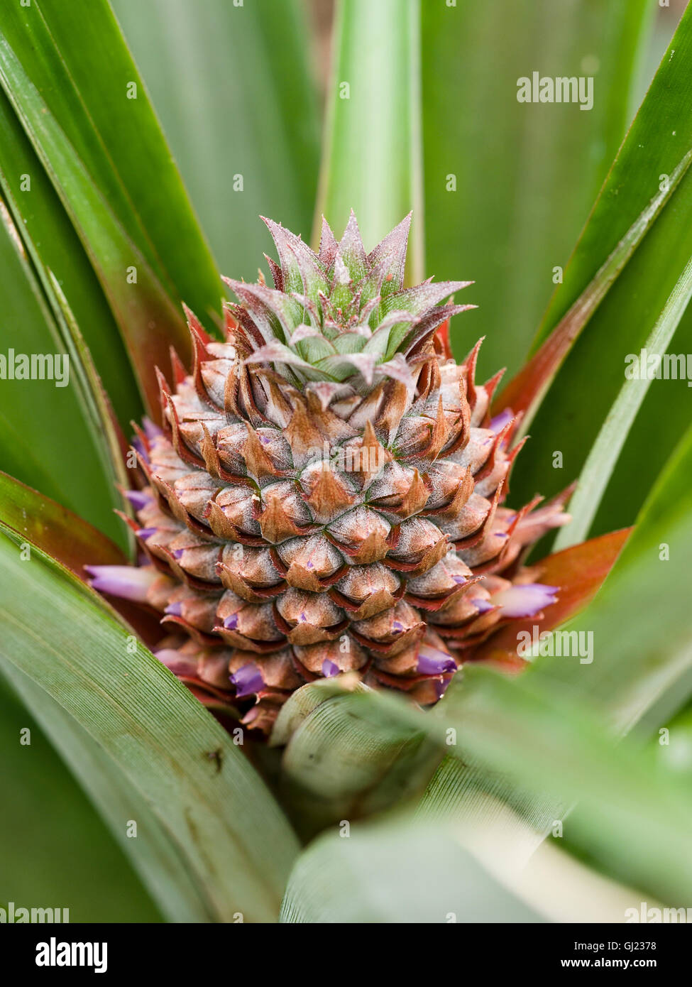 Pineapple Florets on a young fruit. Purple flowers sprout from a young pineapple fruit as it matures in an Azorian Greenhouse Stock Photo