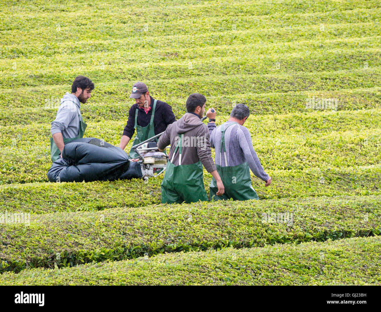 Green tea harvesting machine hires stock photography and images Alamy