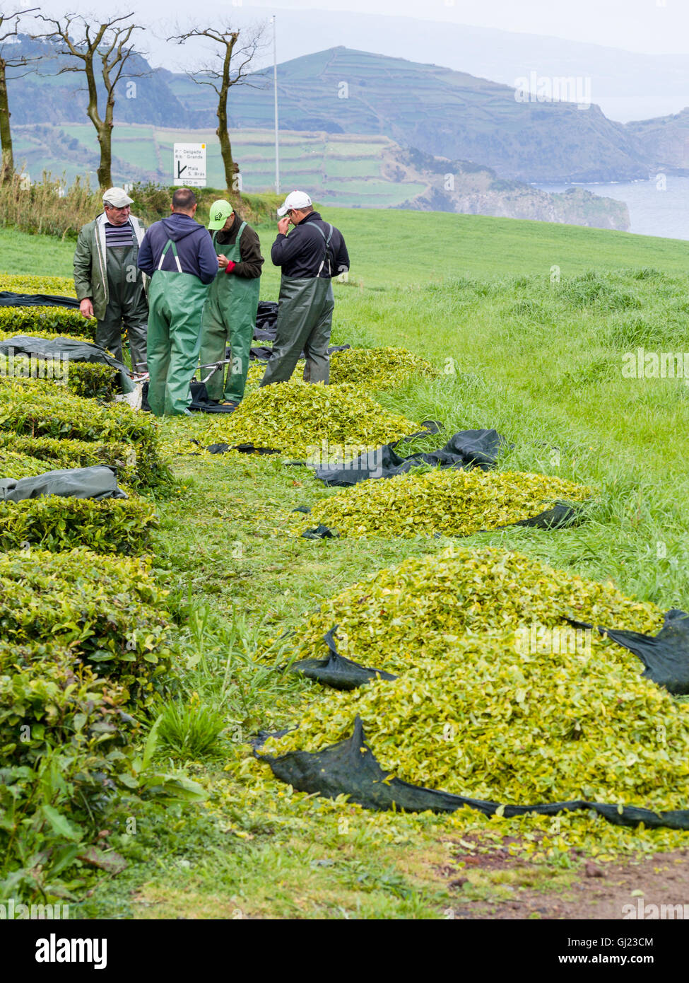 Adjusting the Cutter. Machine assisted tea pickers adjust the trimmer on their cutting machine, piles of just picked tea in front Stock Photo