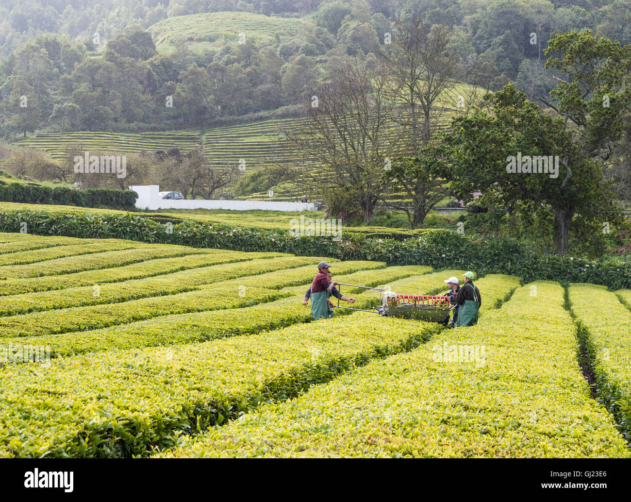 Green tea harvesting machine hires stock photography and images Alamy