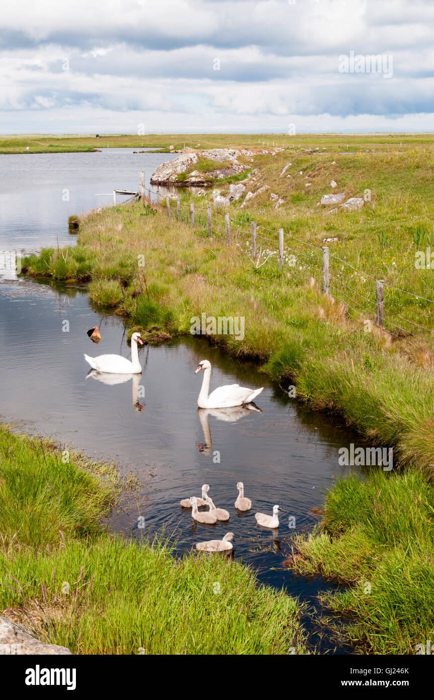 A pair of mute swans, Cygnus olor, with cygnets on Loch Bi in South Uist. Stock Photo
