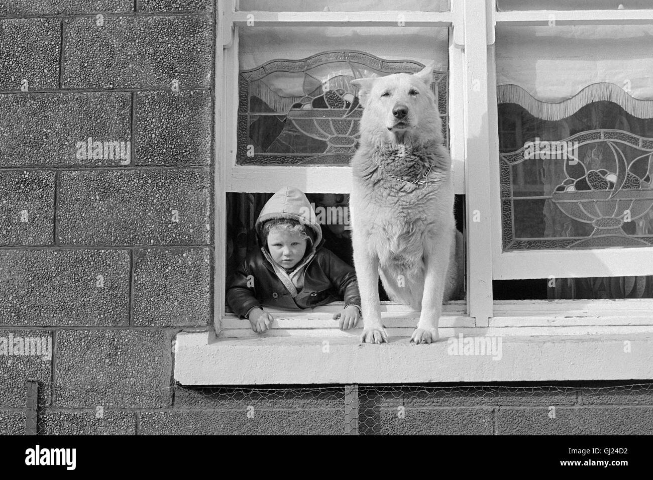 Boy with dog looking out window, East End Glasgow 1971 Stock Photo