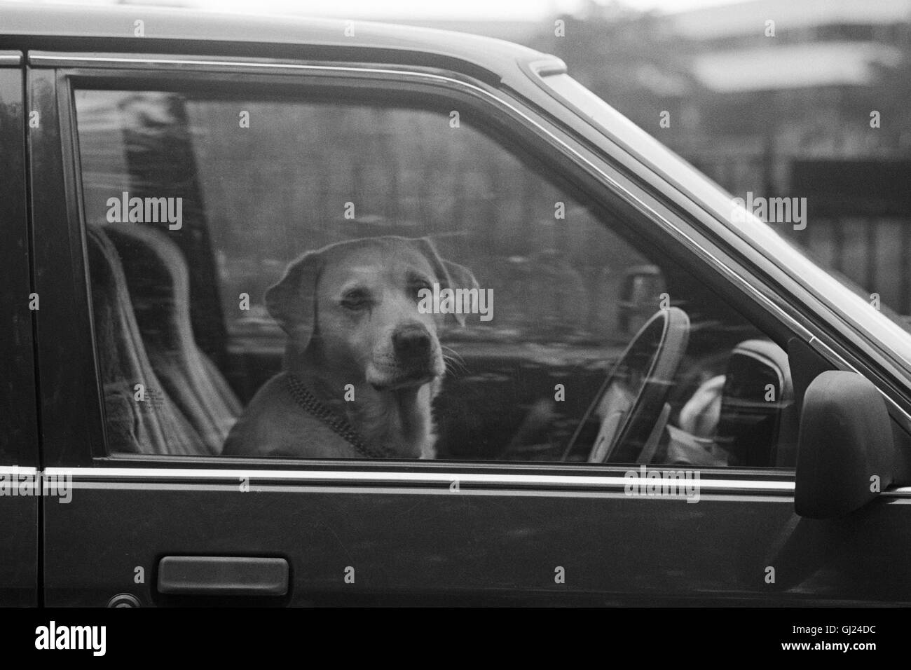 Dog Driving Car. Glasgow 1992 Stock Photo