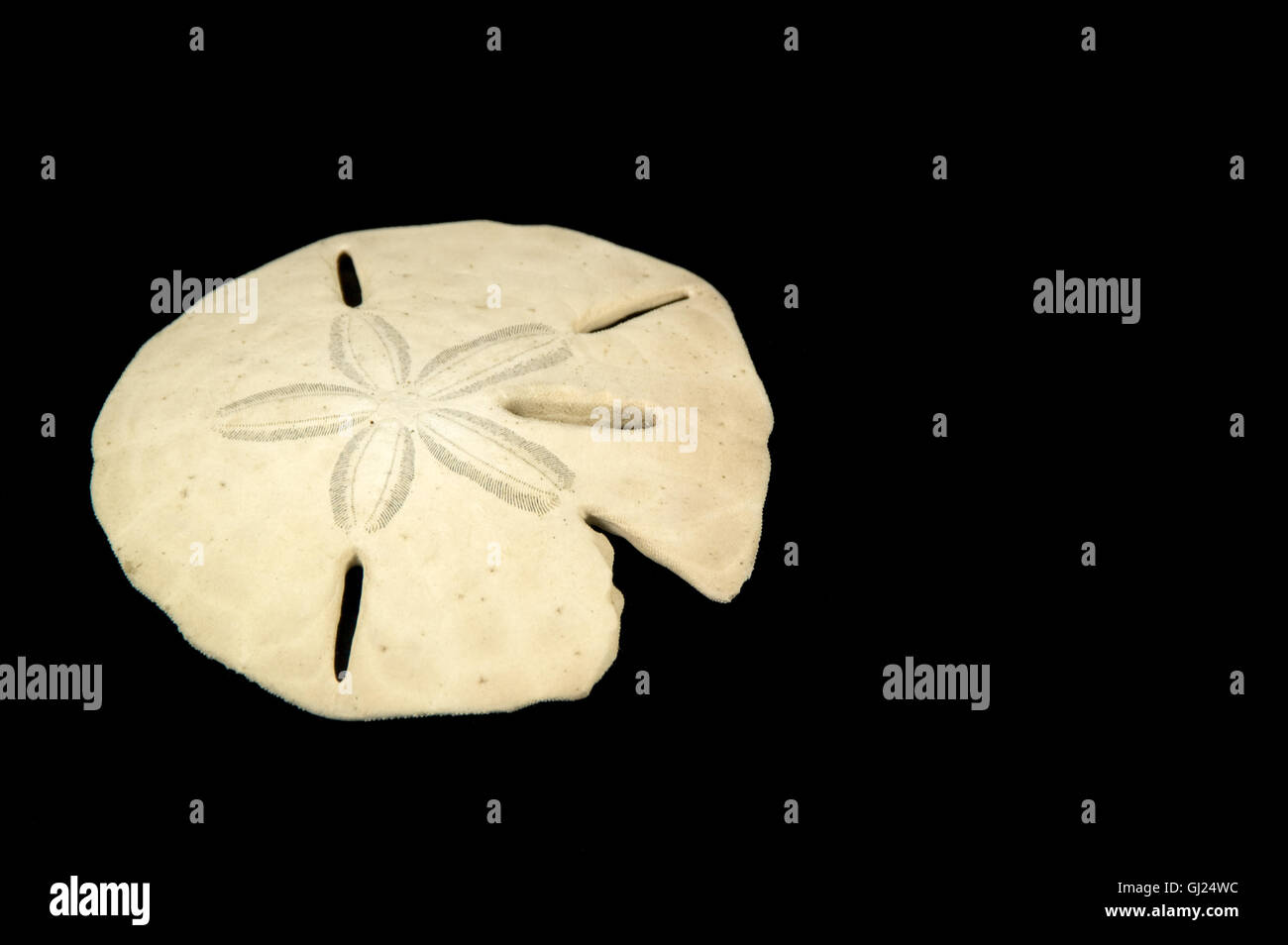 Keyhole sand dollar hi-res stock photography and images - Alamy