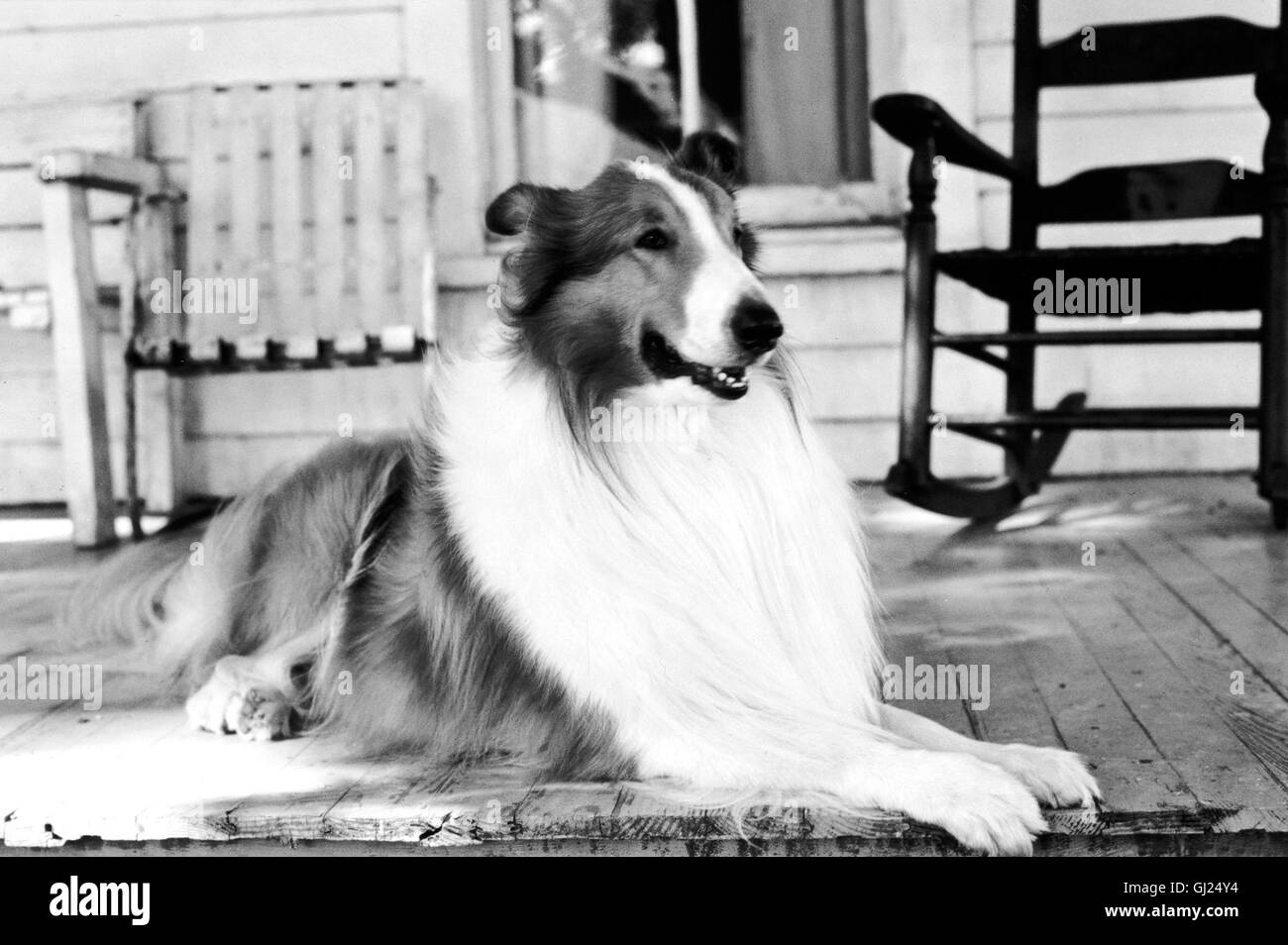 1990er 1990s collie film hund lassie dog Black and White Stock