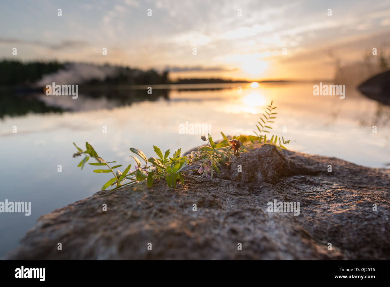 Midsummer flowers on a rock Stock Photo