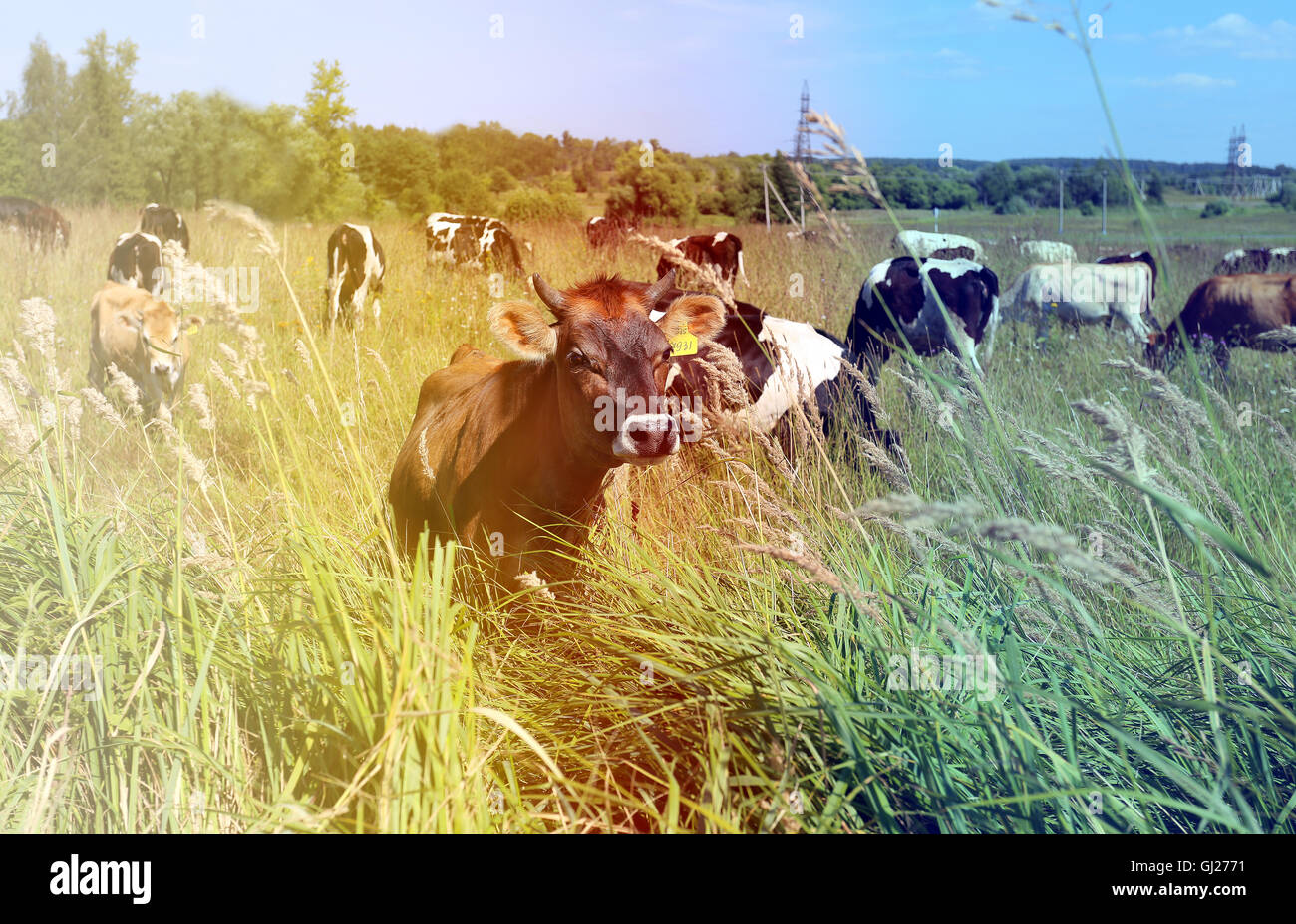 Bright Sunny photo with the cows on the field Stock Photo - Alamy