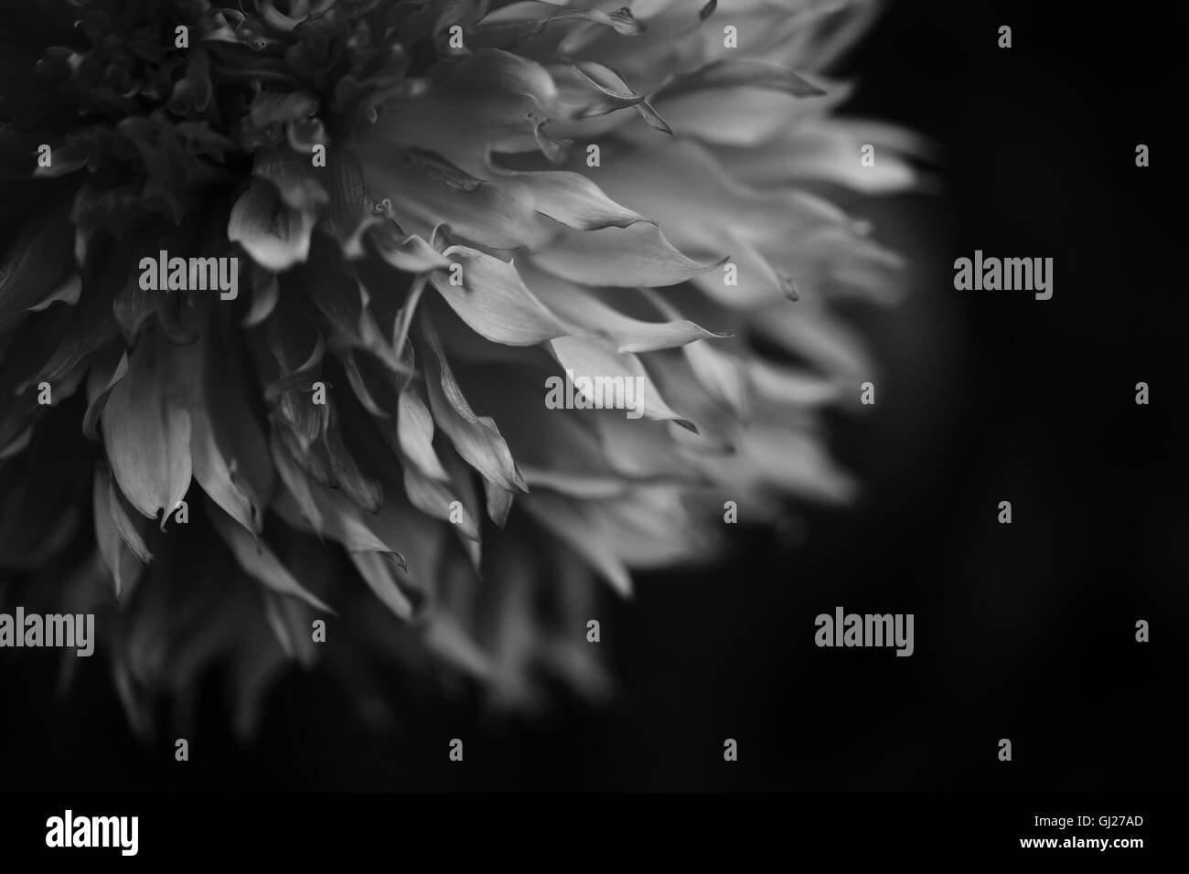 Dahlia Black and White Stock Photos & Images - Alamy