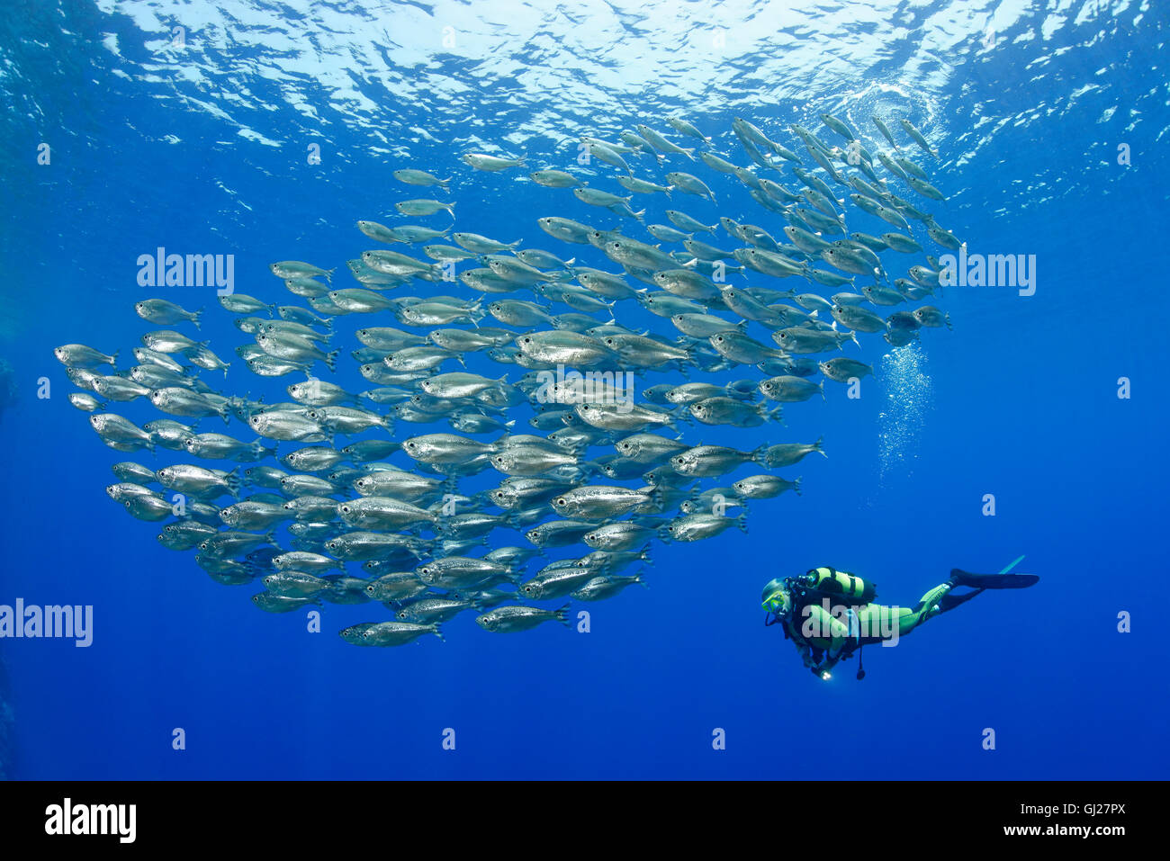 Kuhlia mugil, Shoal of Barred Flagtail fishes and scuba diver, Brother Islands, Brothers, Red Sea, Egypt, Africa Stock Photo