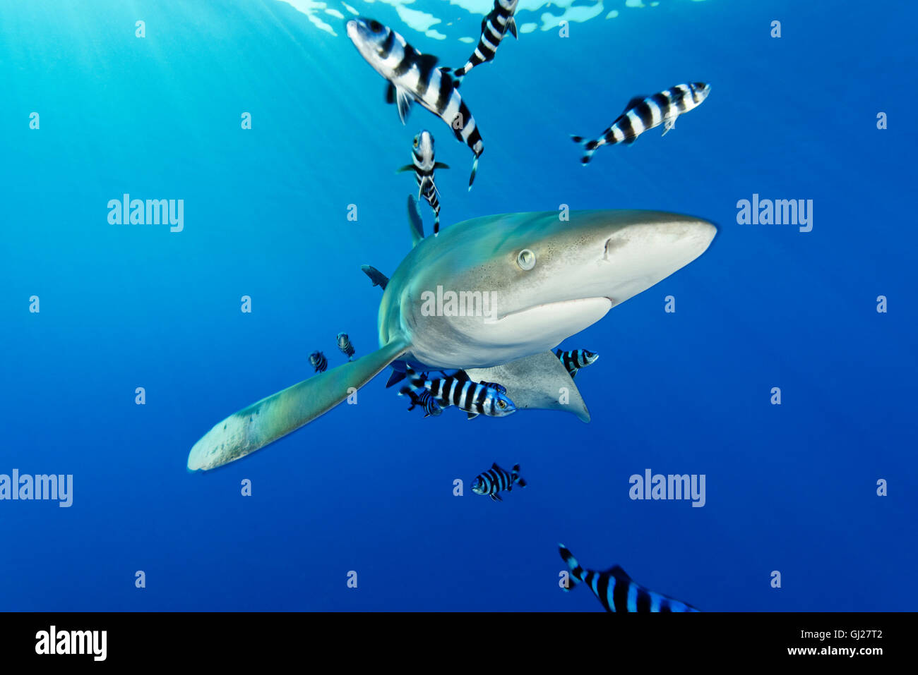 Carcharhinus longimanus Naucrates ductor, Oceanic whitetip shark with pilot fish, pilotfish, Daedalus Reef, Red Sea, Egypt Stock Photo