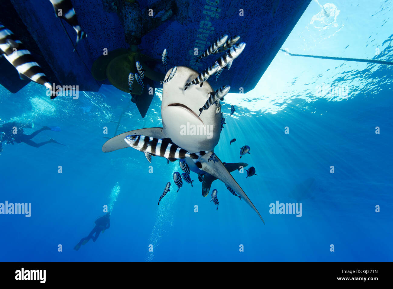 Oceanic whitetip shark with pilotfish and scuba diver, Daedalus Reef, Red Sea, Egypt Stock Photo