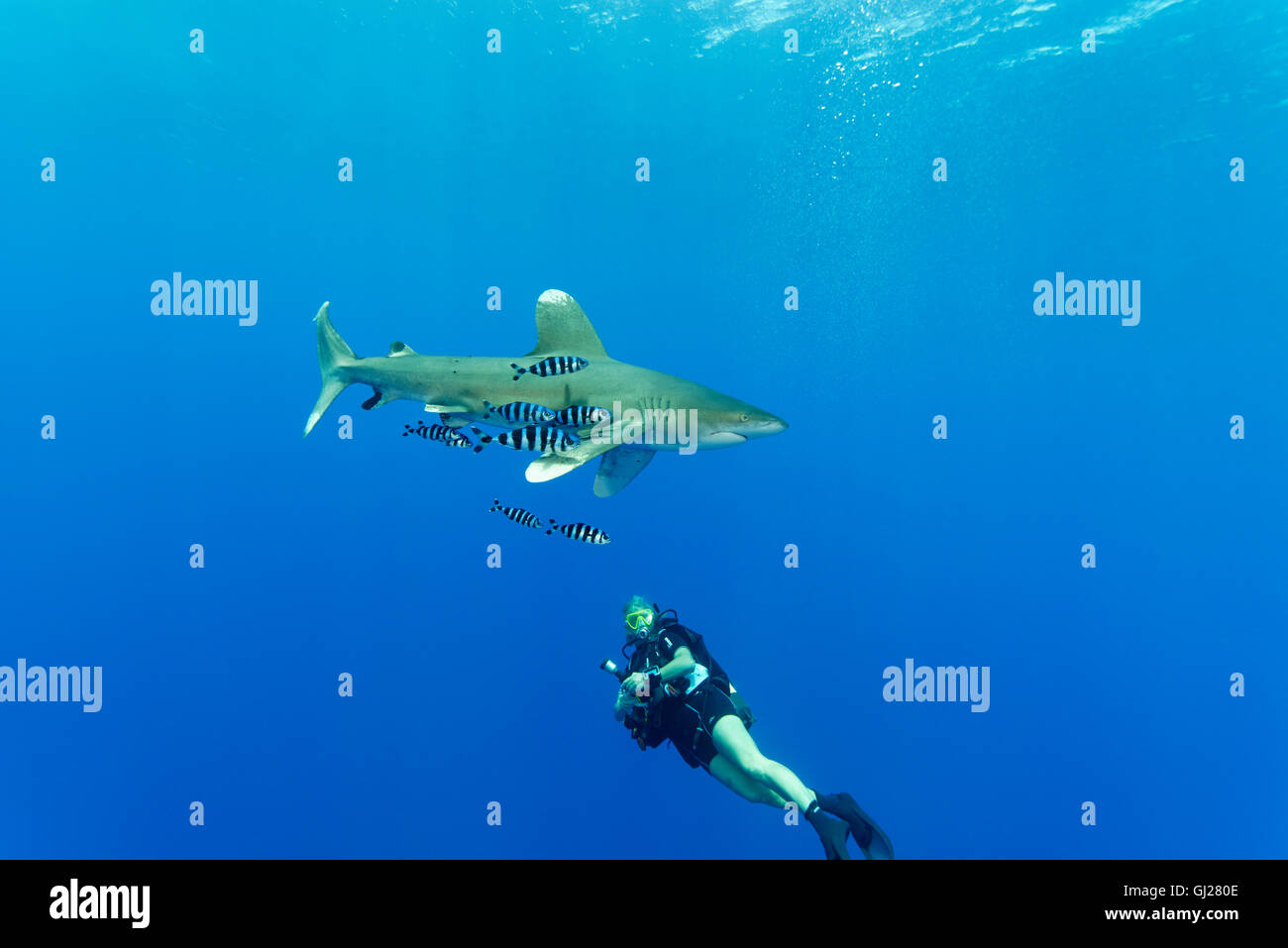 Oceanic whitetip shark with pilotfish and scuba diver, Daedalus Reef, Red Sea, Egypt Stock Photo