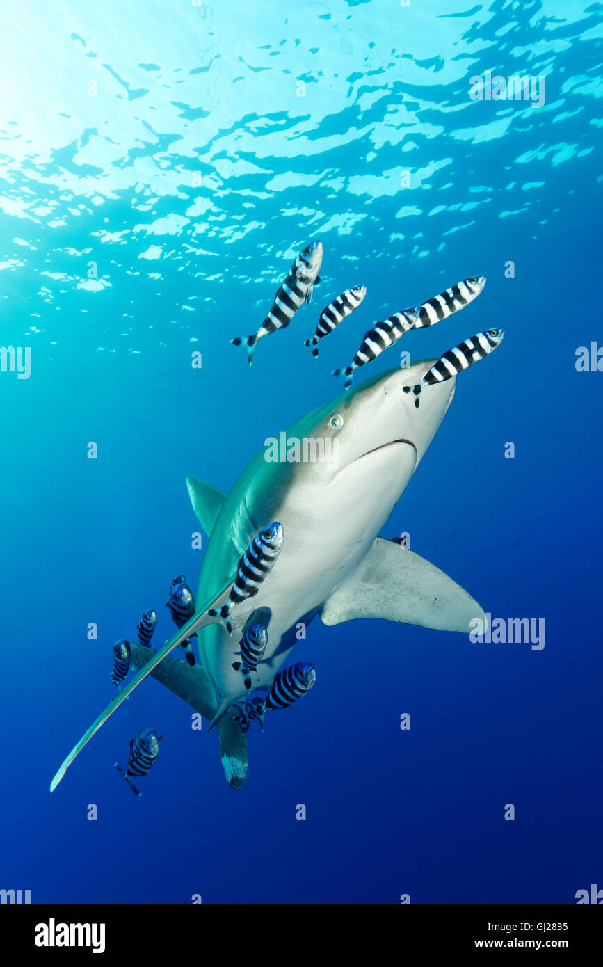 Carcharhinus longimanus, Naucrates ductor, Oceanic whitetip shark with pilot fish, pilotfish, Daedalus Reef, Red Sea, Egypt Stock Photo
