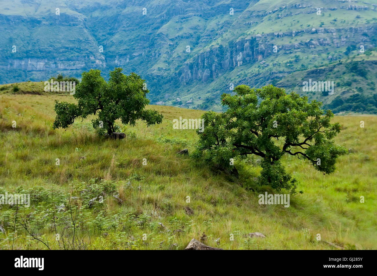 Mountain and trees in Royal Natal National Park in Drakensberg, South Africa Stock Photo