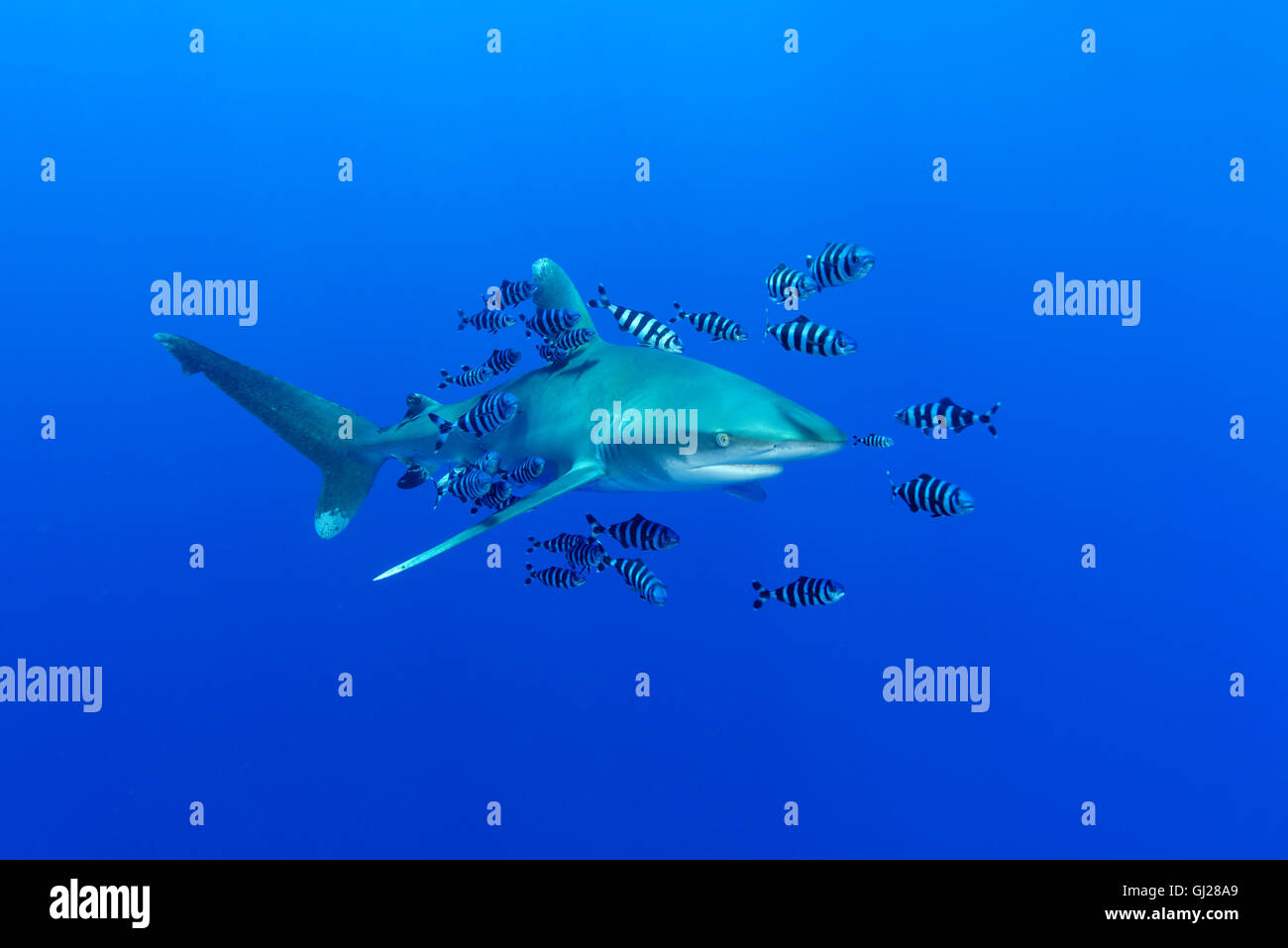Carcharhinus longimanus, Naucrates ductor, Oceanic whitetip shark with pilot fish, pilotfish, Daedalus Reef, Red Sea, Egypt Stock Photo