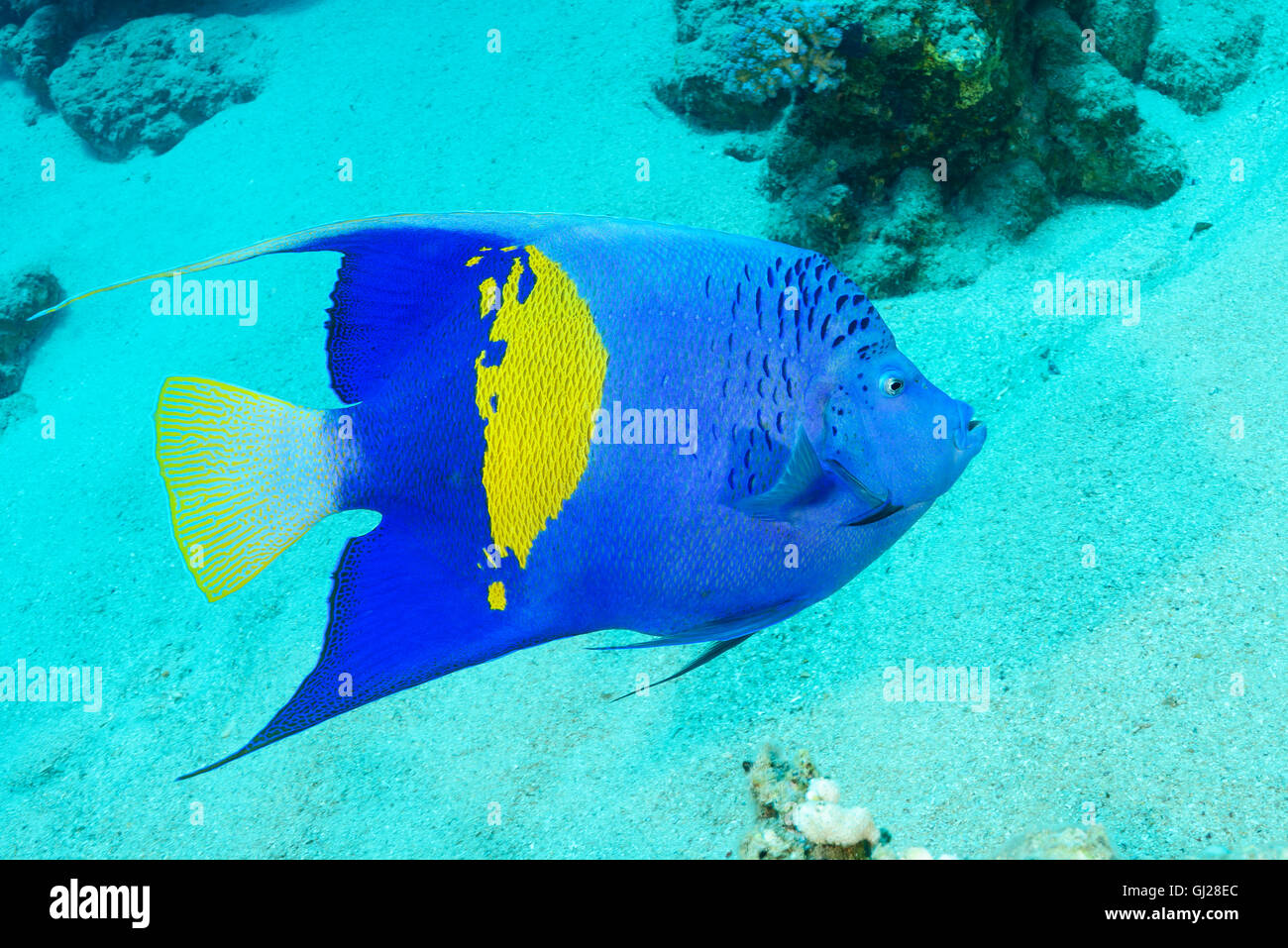 Pomacanthus maculosus, Yellowbar angelfish, Wadi Gimal, Marsa Alam, Red Sea, Egypt Stock Photo