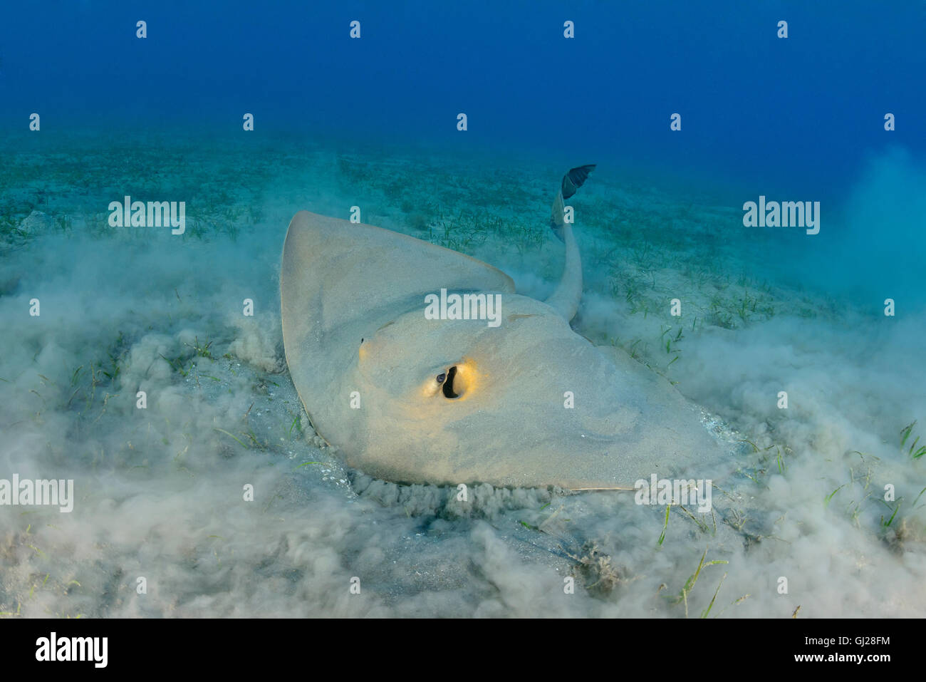 Pastinachus sephen Hypolophus sephen, cowtail stingray, Wadi Gimal, Marsa Alam, Red Sea, Egypt, Africa Stock Photo