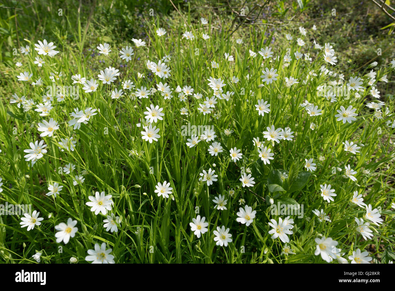 small white flowers in spring forest, cerastium arvense Stock Photo