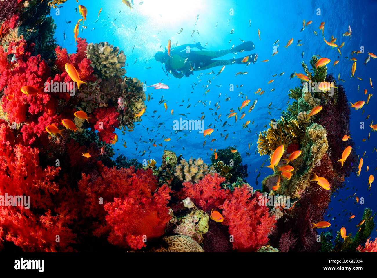 Coral reef, Hemprichs Red Soft Tree Coral, Orange Basslet or Sea Goldie and scuba diver, Wadi Gimal Marsa Alam, Red Sea, Egypt Stock Photo