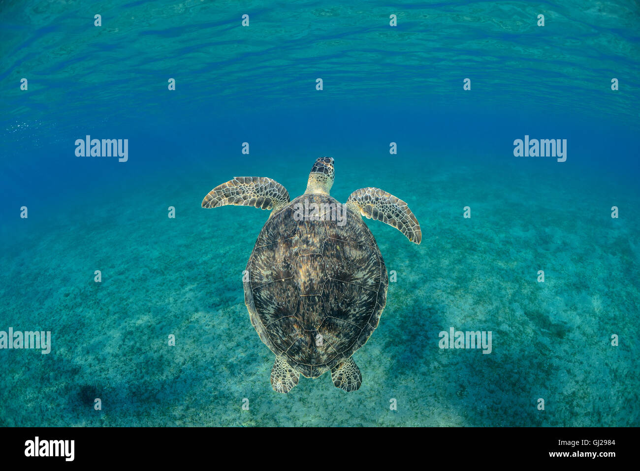 Chelonia mydas, Green Seaturtle, sea turtle, Wadi Gimal, Marsa Alam, Red Sea, Egypt, Africa Stock Photo